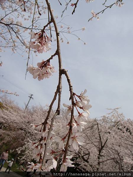 20120402_西公園_19.JPG