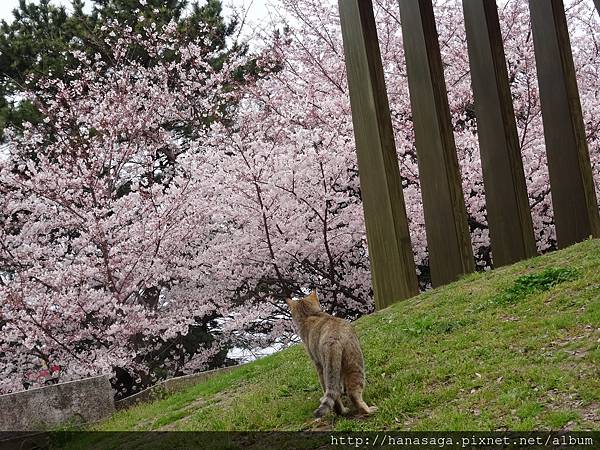 2015福岡櫻花季_08.JPG