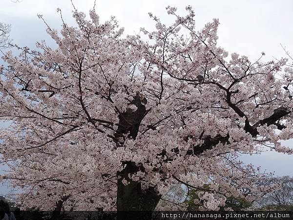 2015福岡櫻花季_28.JPG