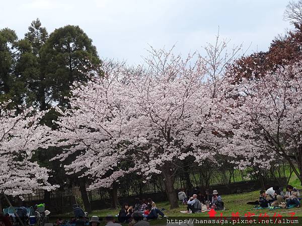 2015福岡櫻花季_30.JPG