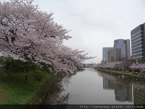 2015福岡櫻花季_51.JPG