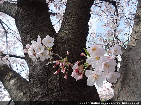 2015福岡櫻花季_77.JPG