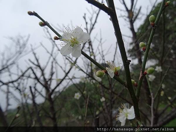 20160114_賞花2_07.JPG