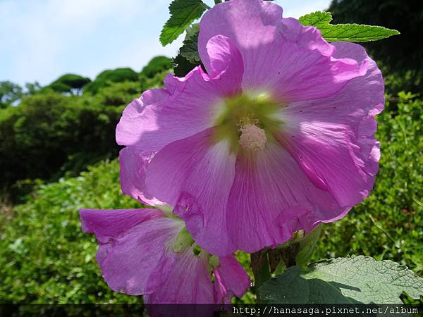 20160621_能古島_31.JPG