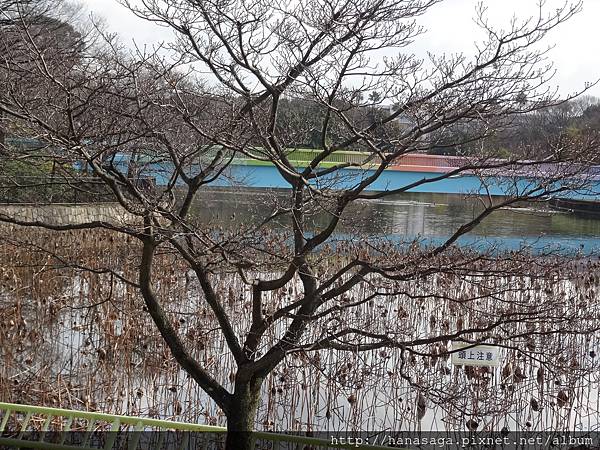 20160121_長居公園賞臘梅_09.JPG