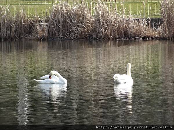 20160121_長居公園賞臘梅_12.JPG