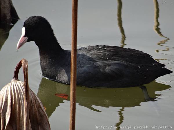 20160121_長居公園賞臘梅_13.JPG