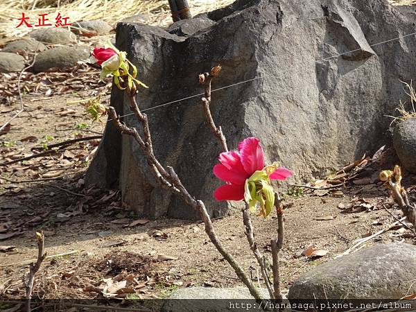 20160121_長居公園賞臘梅_24.JPG