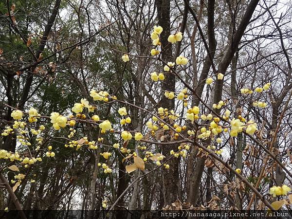 20160121_長居公園賞臘梅_30.JPG