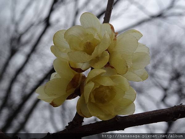 20160121_長居公園賞臘梅_31.JPG