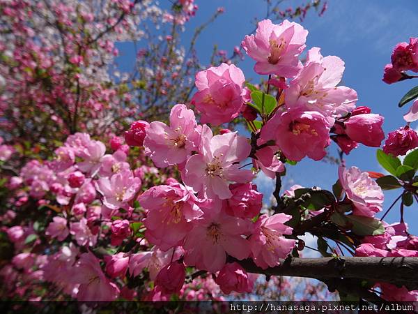 20160402_萬博公園_05.JPG