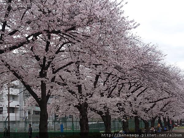 20160403_天滿橋_07.JPG