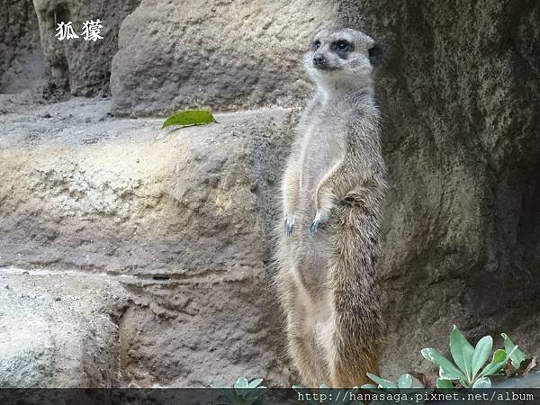 20170201_動物園走春_05.JPG