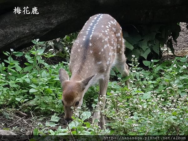 20170201_動物園走春_21.JPG