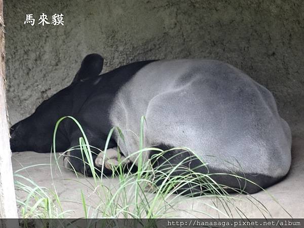 20170201_動物園走春_25.JPG