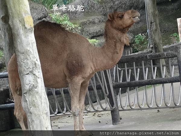 20170201_動物園走春_28.JPG