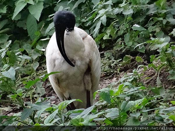 20170201_動物園走春_36.JPG