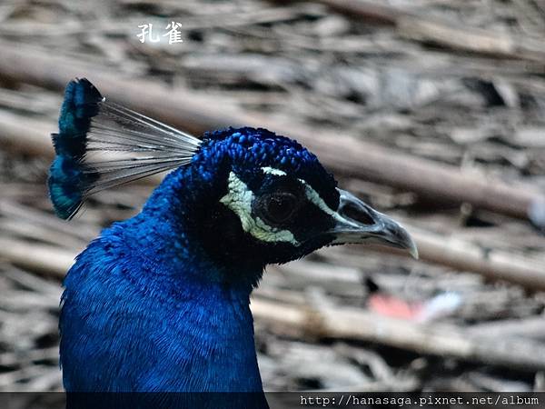 20170201_動物園走春_37.JPG