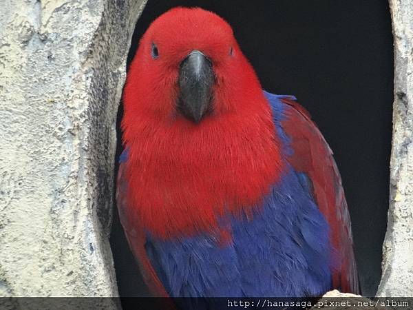 20170201_動物園走春_48.JPG