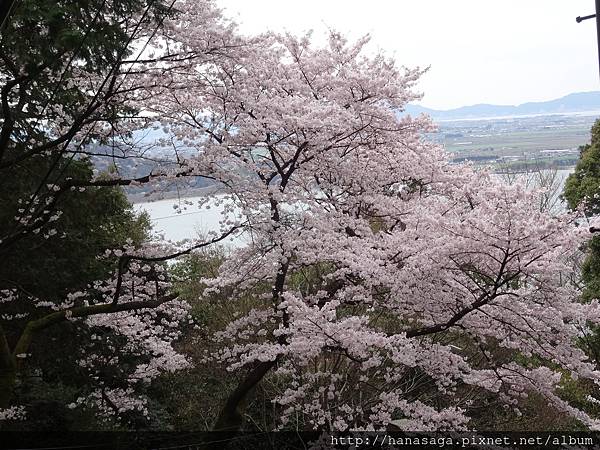 20160405_八幡宮意外之旅_29.JPG