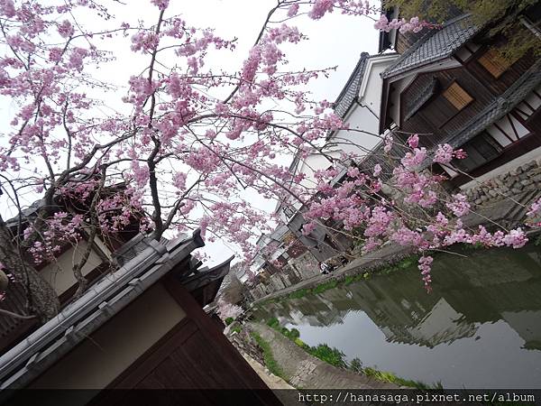 20160405_八幡宮意外之旅_43.JPG