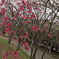 20170320_四號公園_01.JPG