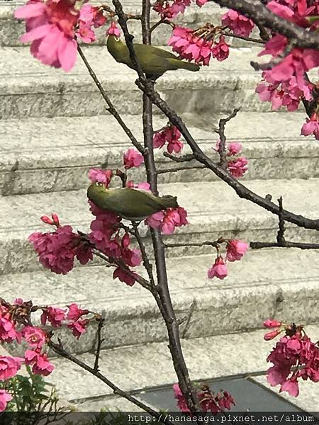 20170320_四號公園_10.JPG