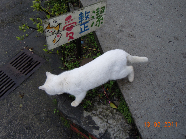 DSCN0451-貓愛整潔.jpg