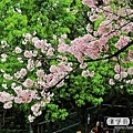 Hanbogo_sakura 031