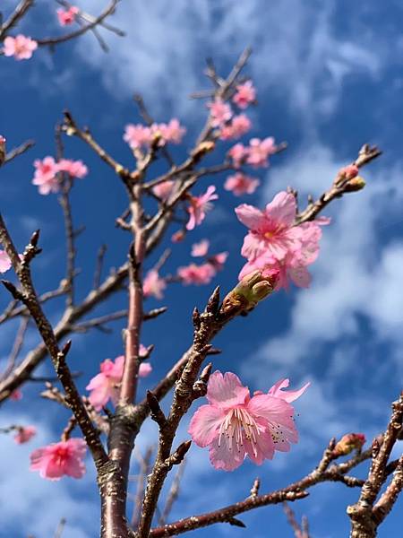 1547352616413.jpg 1547352616413.jpg