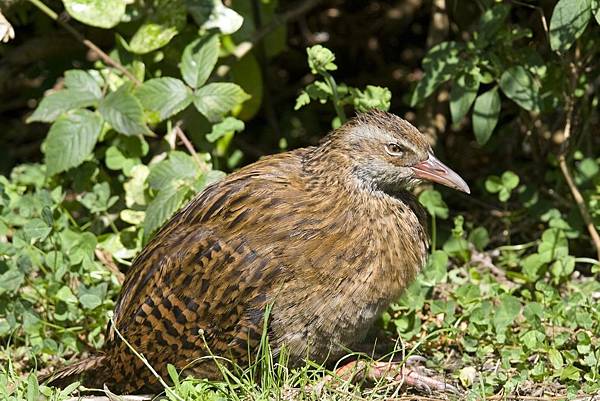 紐西蘭_奇異鳥_shutterstock_34324411.jpg