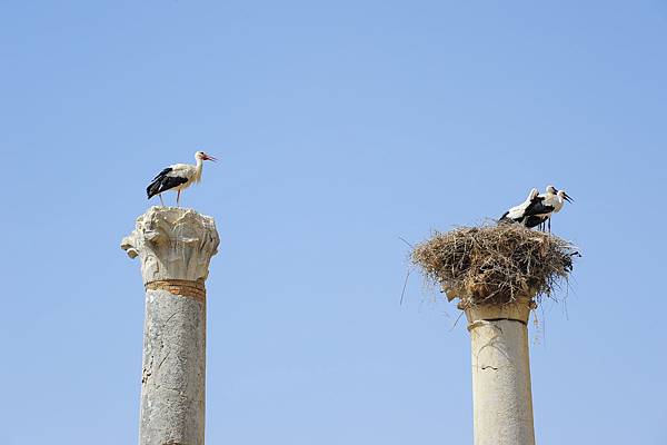 Volubilis 7