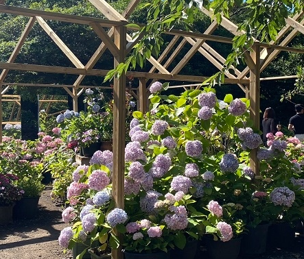 韓國夏季跳島遊Day5~6_濟州:::來去看繡球花💐東門市場