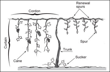 Cordon system.jpg