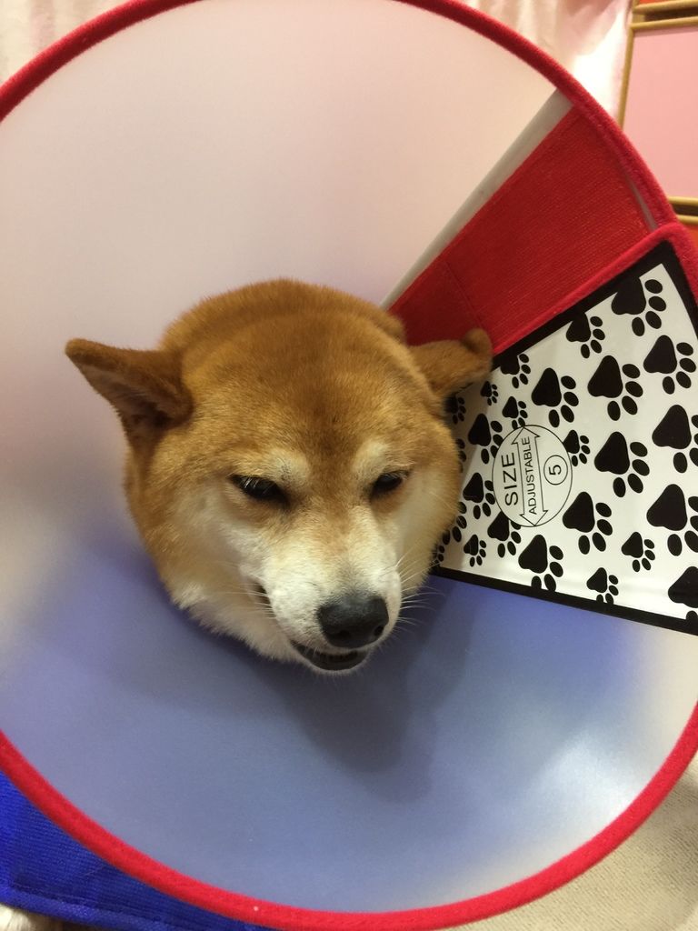 IMG_2026.JPG IMG_2026.JPG