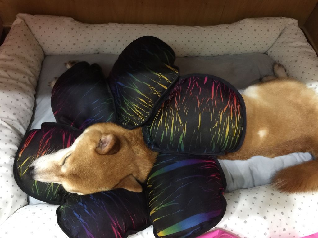 IMG_5475.JPG IMG_5475.JPG