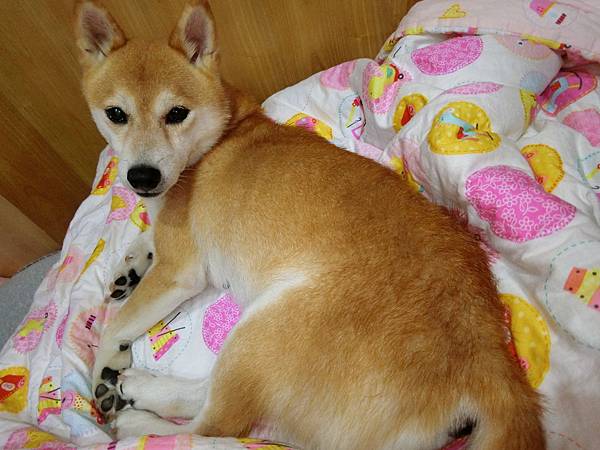 CIMG9501.jpg CIMG9501.jpg