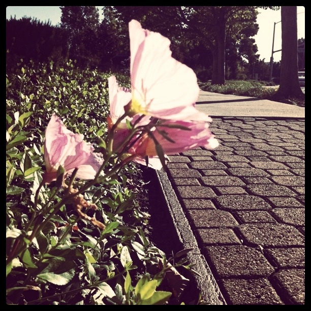 Always meet flowers in  SFO