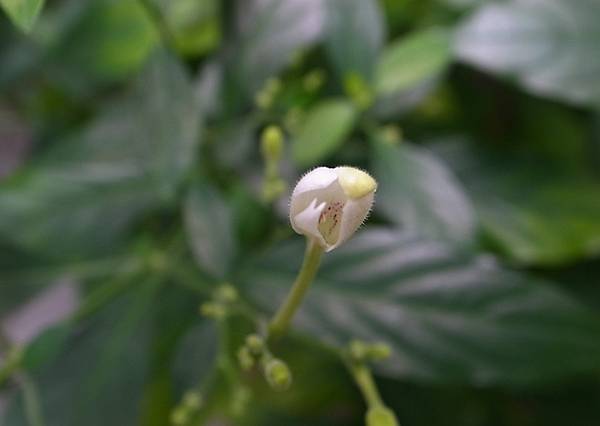 外婆菜園旁的小花苞