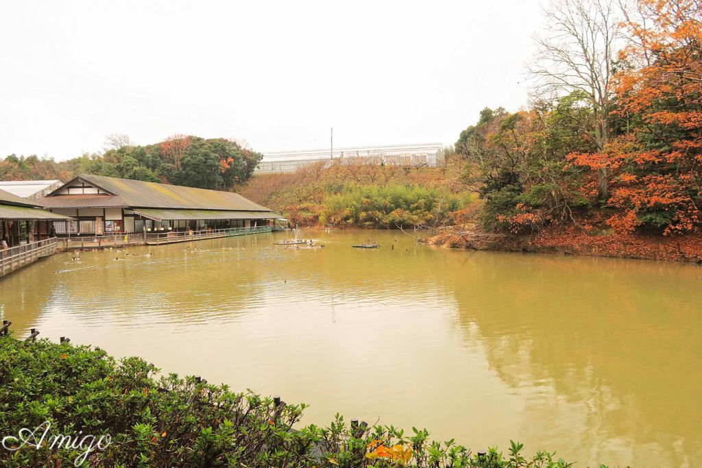 日本島根松江旅遊 出雲大社 松江花鳥園