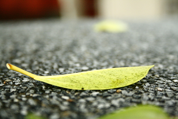_MG_6301.JPG