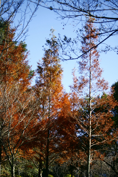 _MG_8636.JPG