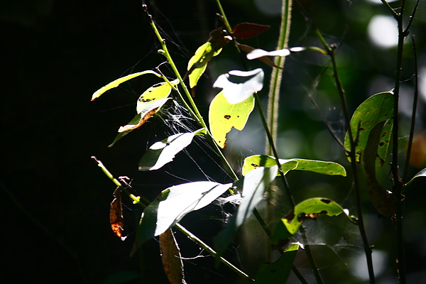 _MG_8585.JPG