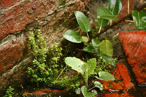 _MG_6255.JPG