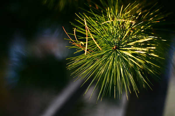 _MG_8505.JPG