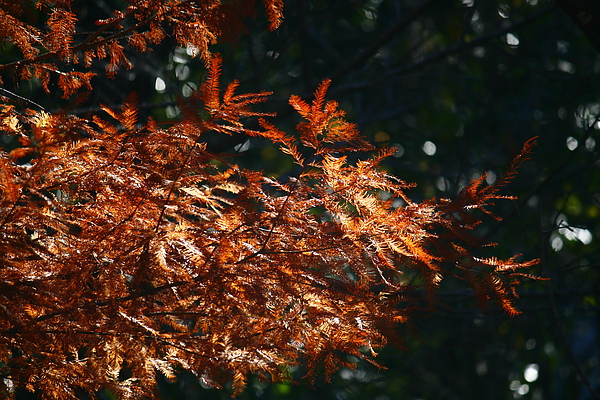_MG_8629.JPG