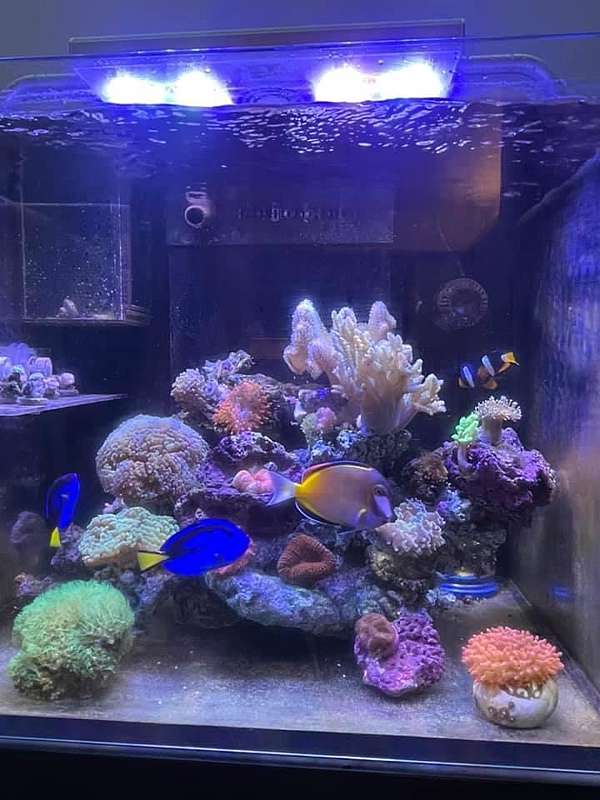 海水圈子的 行話 讓你立刻上手 紅茶的海水魚世界 紅茶 痞客邦