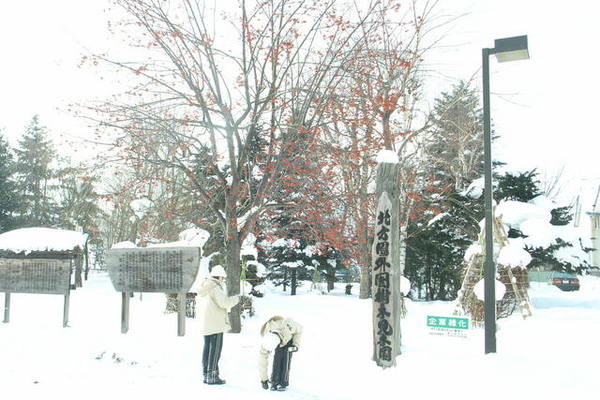 雪地中的紅花