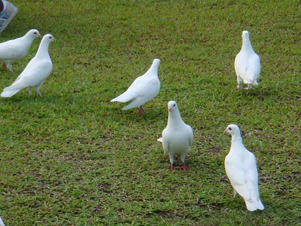 草地上的鴿子很悠閒