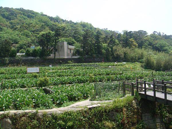 [竹子湖]--海芋田